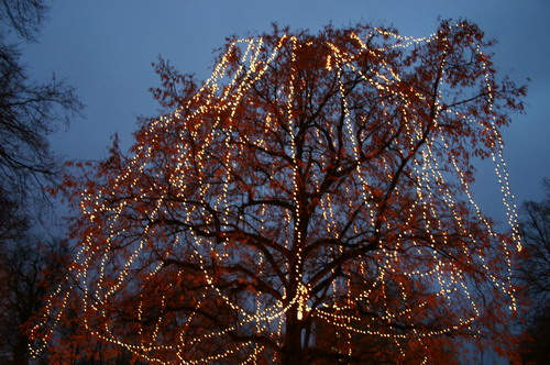 Sommerlinde Volksgarten